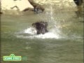 Sesame Street Dog Paddle Song