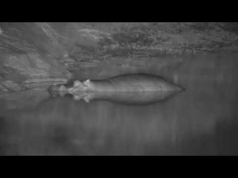 Djuma: Hippo, Grey Heron, Blacksmith Lapwings and Water Thick-knees - 22:30 - 06/05/21