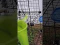 Carnivorous Plant Sarracenia Live Feeding