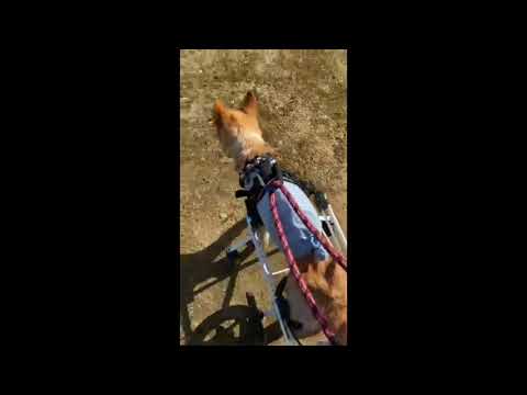 ミックス　まーくん　犬用車椅子で歩く