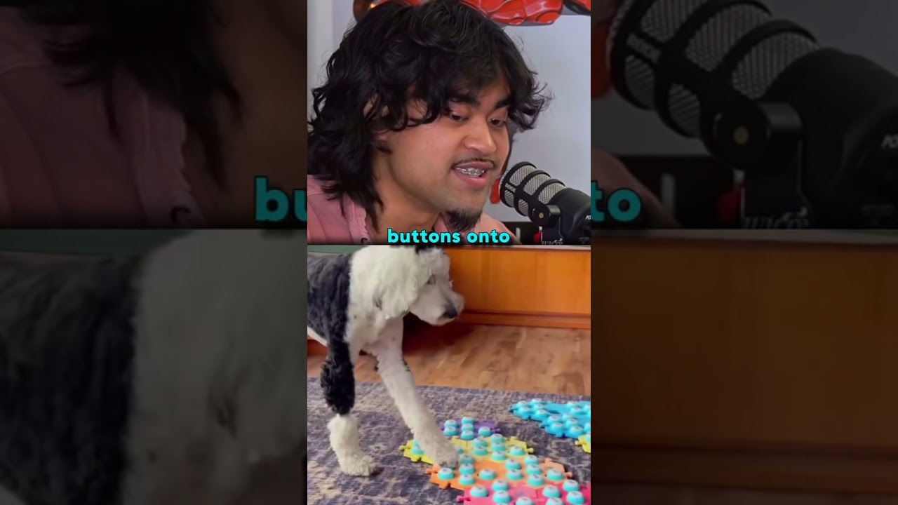 Bunny The Talking Dog Theory 😱