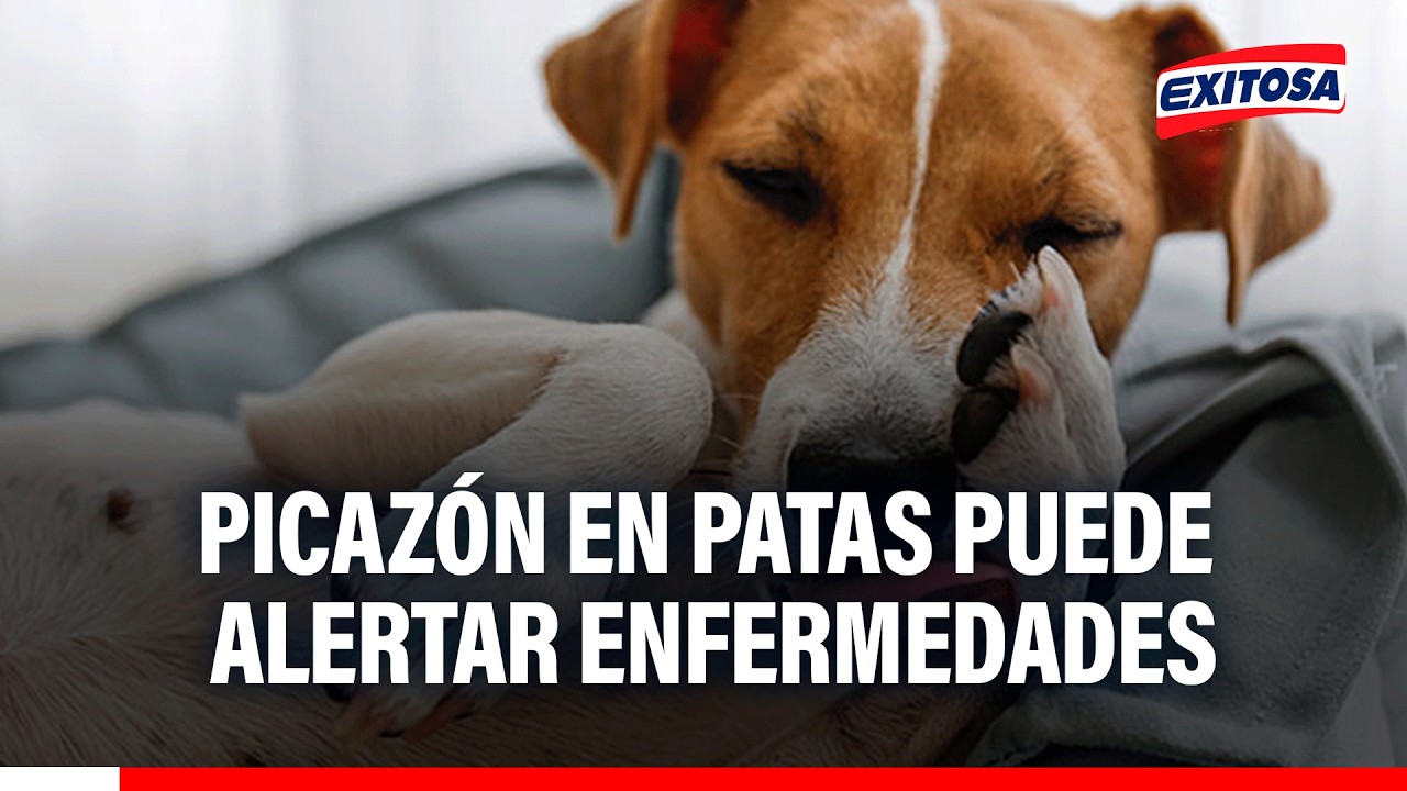 🔴🔵 Veterinaria advierte que lamido excesivo en perros puede deberse a alergias, hongos o dermatitis