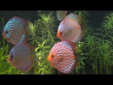Aquarium Discus   750 litres