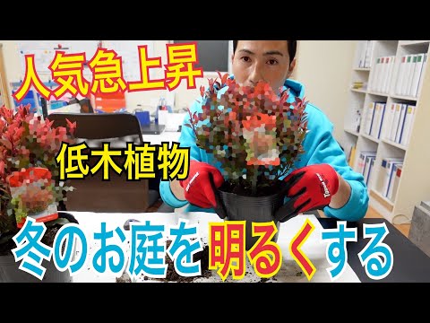 冬に咲く低木：霜が降りても色鮮やかな8種類の植物  庭園