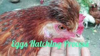 Natural Process of Chicken Eggs Hatching in my hom