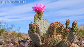 LA FLOR O EL CACTUS? | H3TV |
