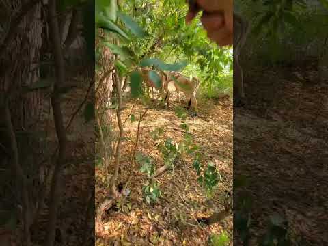 El jicaral, leon nicaragua #place #viral #video