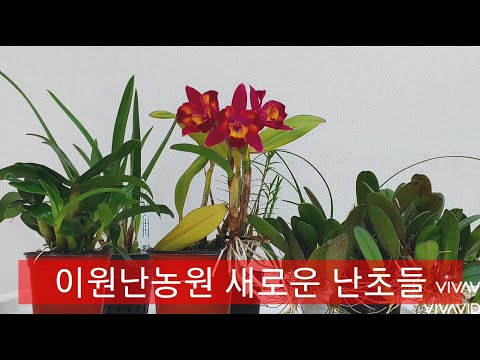 , title : '이원난농원에서 새로 들여온 난초들 Newly purchased orchids.'