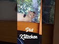 K Ä T Z C H E N ----