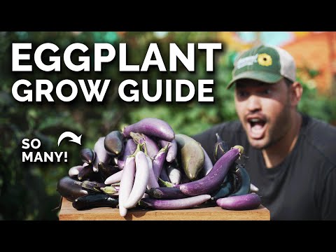 , title : 'How to Grow Eggplants Perfectly Every Single Time'