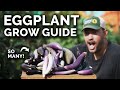 How To Grow Eggplants Perfectly Every Single Time
