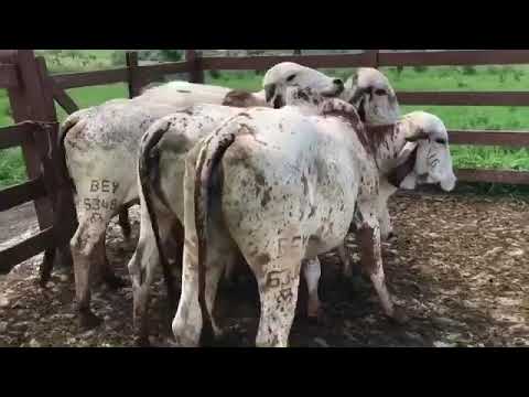 Beautiful daughters of C.A Sansâo calves of Lapa Vermelha farm