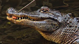 preview picture of video 'Alligator Fishing at Everglades Wonder Gardens | Bonita Springs, FL'