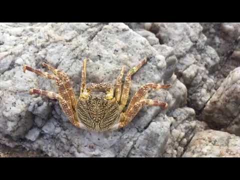Golden crab on rocks in trincomalee beach - exploration by Doctor Jeevani Hasantha