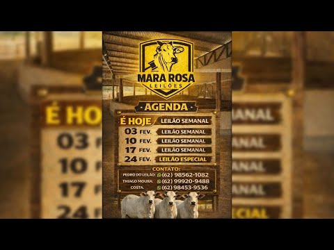 MARA ROSA LEILÕES - GOIÁS - LEILÃO DE GADO DE CORTE 03/02/2026