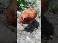 Les poules peuvent vivre sans tête ! Le Saviez-vous ?