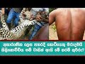 කිලිනොච්චියේ කොටි කලබලය මිනිසුන් අමා