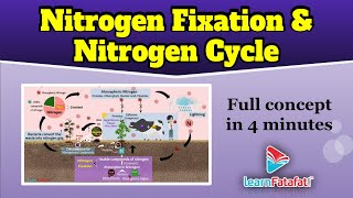Nitrogen Cycle | Class 8 Chapter 2 Microorganisms Friend and Foe | CBSE - LearnFatafat