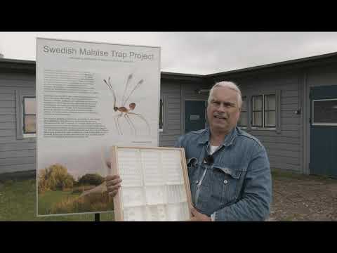 Sommarföreläsning | Insekter och insikter från Station Linné