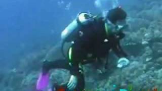 preview picture of video 'Takatuka Divers Sipalay Underwater'