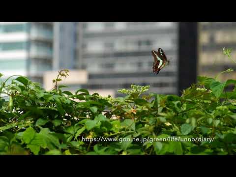 アオスジアゲハの飛翔をGH5の180fpsで