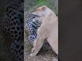 Leopard Mom Fights Lioness to Protect Her Cubs