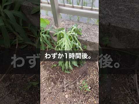 雑草の根を枯らす天然除草剤を発見しましょう！  庭園