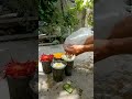 Trying to propagate Gerbera daisy flowers with  aloevera