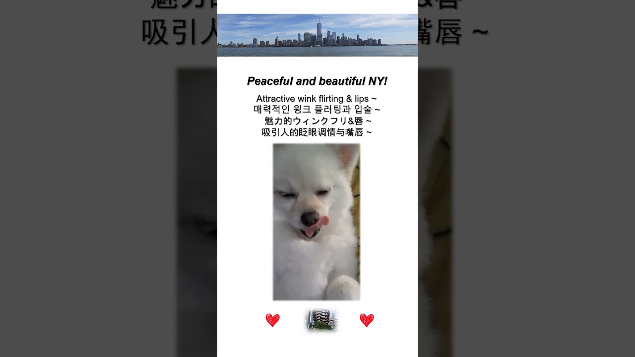 Attractive wink & lips Puppy Pomeranian #puppy #cute #pets #funny #nyc #강아지 #ペット #wink #애견 #포메라니안