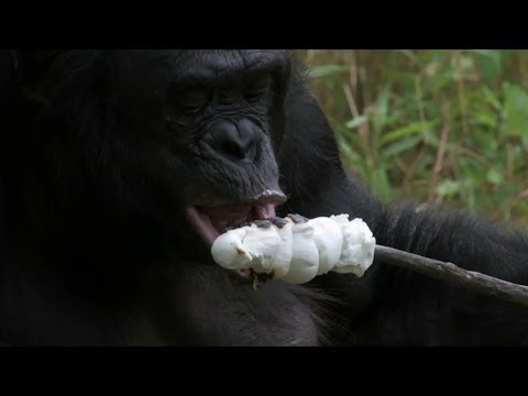 Este Bonobo Sería Un Gran Amigo Para Ir De Camping Con Él