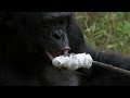 Bonobo builds a fire and toasts marshmallows ...