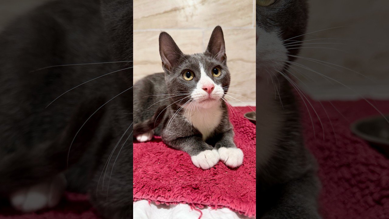 Enlarge Bentley, a Adopted Domestic Short Hair in Manhasset, NY video 3/3