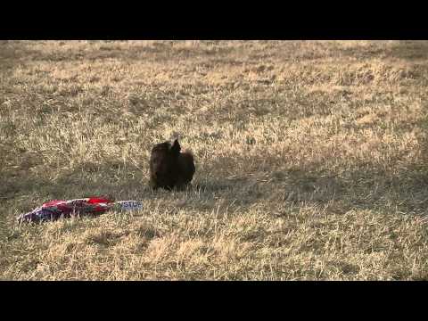 Coursing trénink 17.3.2012 - Tygr a Saurus