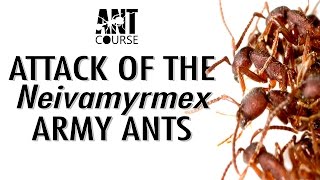 Ant Course Presents: Attack of the Army Ants!