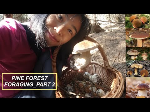 Foraging in Pine Forest Part 2| Porcini, Peppery Bolete, Blusher, Bay Bolete, Scarletina etc EN sub