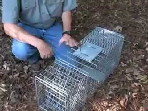 How to set and use a cage trap for raccoons and opossums