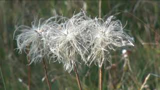 HÍREK A TERMÉSZETBŐL