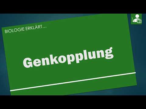 Genkopplung und 3. Mendelsche Regel