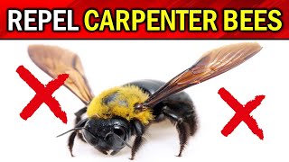 How to Get Rid of Carpenter Bees Naturally (8 EASY WAYS TO ERADICATE CARPENTER BEE