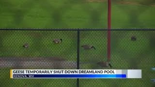 Dreamland pool temporarily closed due to geese problem