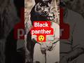 Tiger Attitude Black Panther TigerAttitude RoarLoud BornPredator Viralshorts