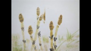 Download lagu 春の小川（文部省唱歌）高野辰之作詞・岡野貞一作曲　Spring River mp3
