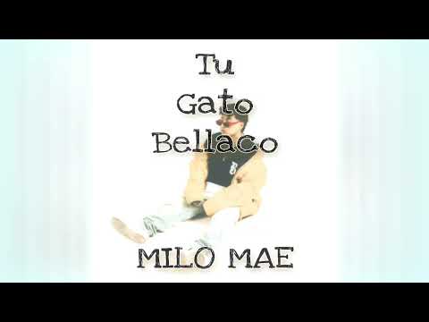MILO MAE - TU GATO BELLACO * (Audio Oficial)