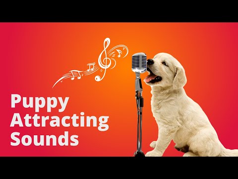 Puppy Attracting Sounds 🎵 Sound for Puppies &amp; Dogs 🐶