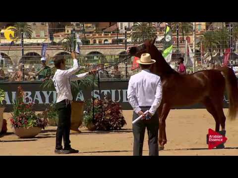 N.112 TCHAATA INIZIATO - MENTON 2017 - Colts 3 years old (Class 8)