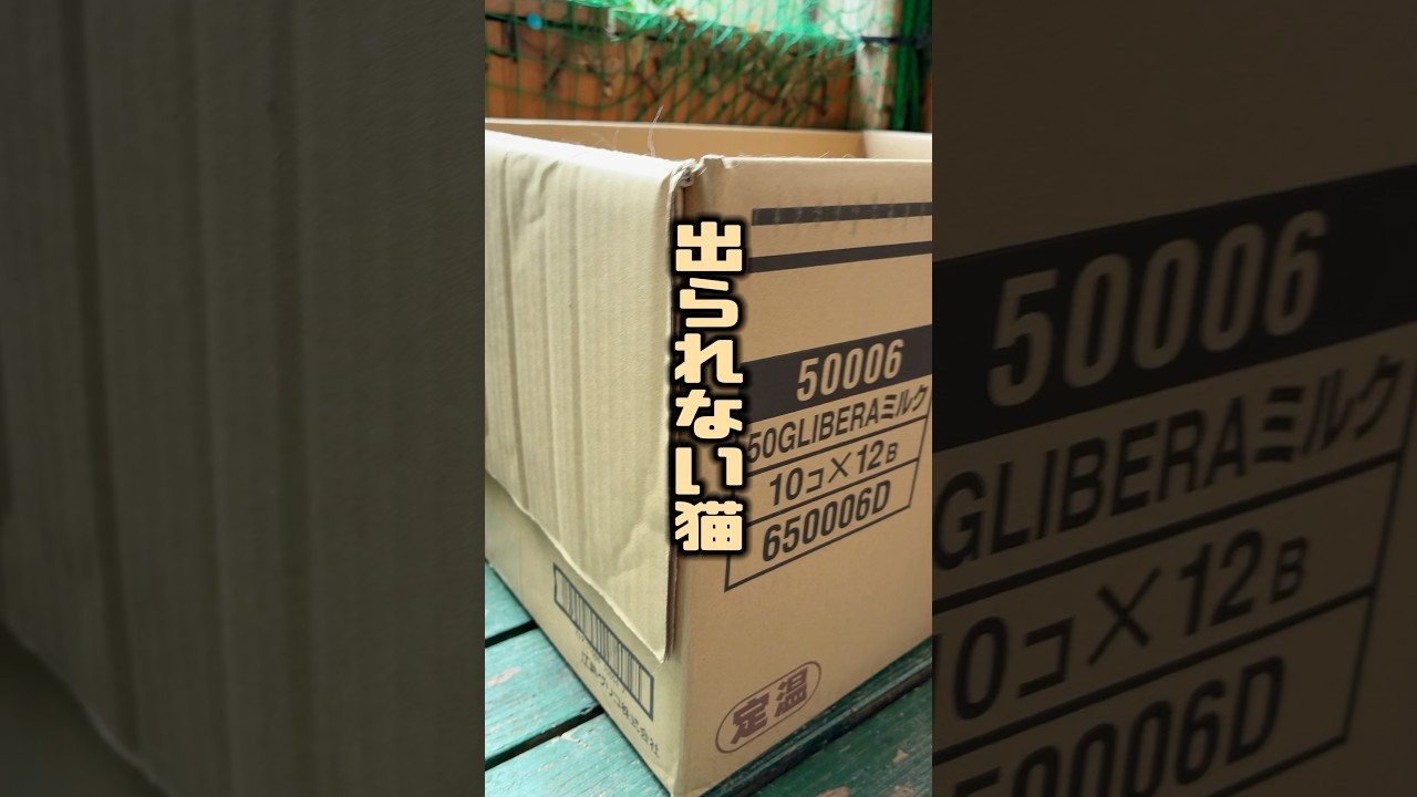 出れない猫 #猫 #ねこ #なかにわ荘 #ねこのいる生活