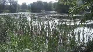 preview picture of video 'Les étangs et la blies à Bliesbruck Reinheim'