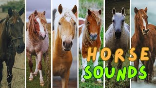 HORSE SOUNDS (Neighing, Whinying, Snorting, Galloping and more...)
