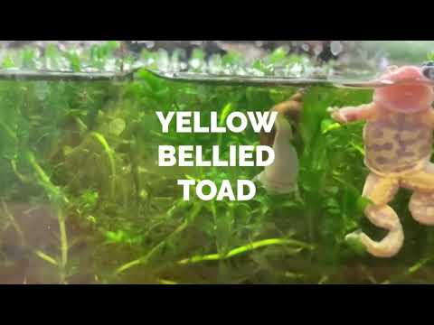 Rare albino bombina Variegata yellow bellied toad