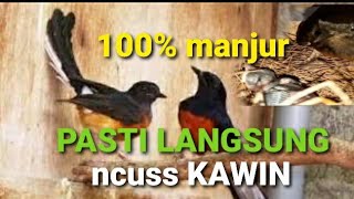 Download lagu PASTI LANGSUNG KAWIN !! manjur cukup hitungan detik pancingan murai agar cepat kawin mp3 Download lagu PASTI LANGSUNG KAWIN !! manjur cukup hitungan detik pancingan murai agar cepat kawin mp3